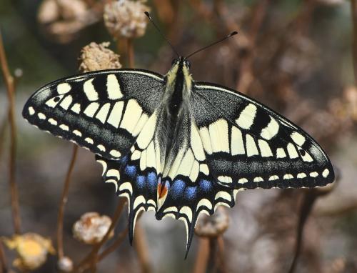 Réf. 260 657 : Papilio machaon